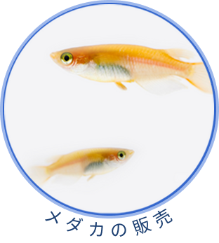 メダカ販売