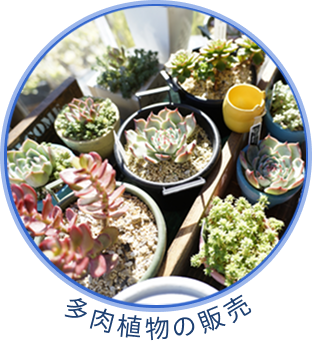 多肉植物販売
